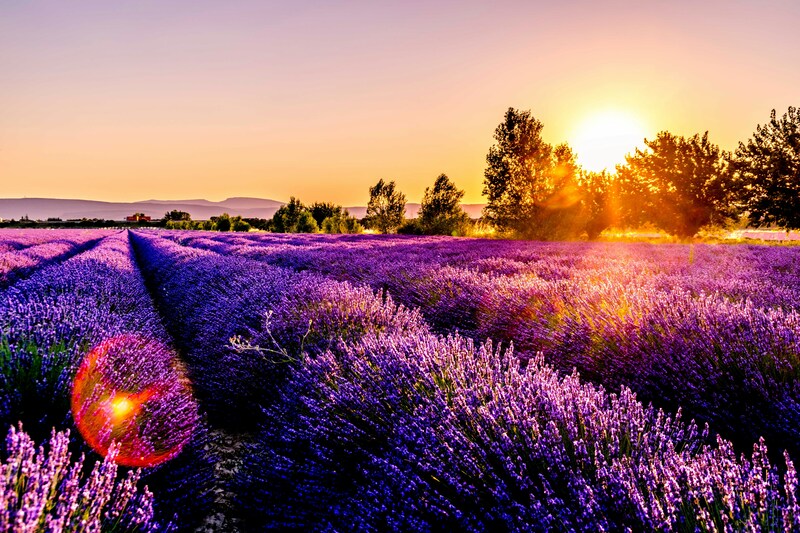 Lavender fields in Provence with traditional French countryside