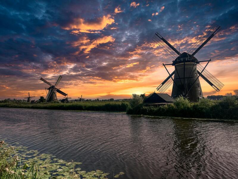 Traditional Dutch windmills with vibrant tulip fields